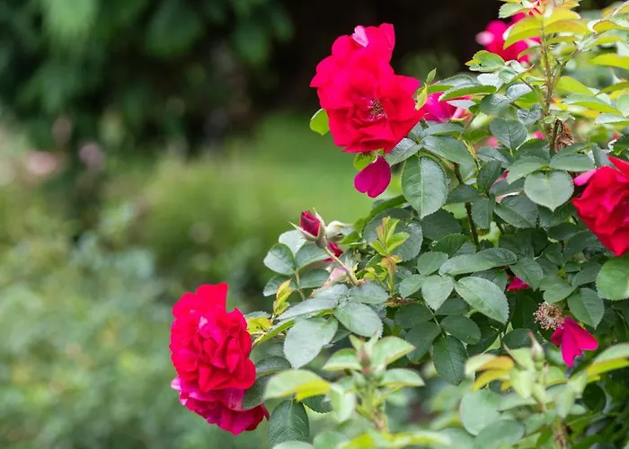 Skalny Apartamenty, *